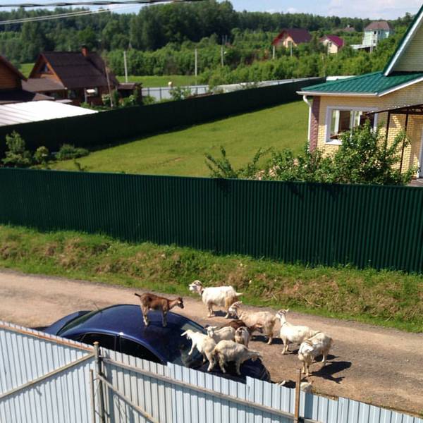 Morning Picdump