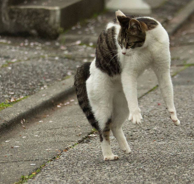 Cute Stray Cats Of Tokyo