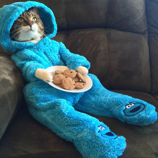 Morning Picdump