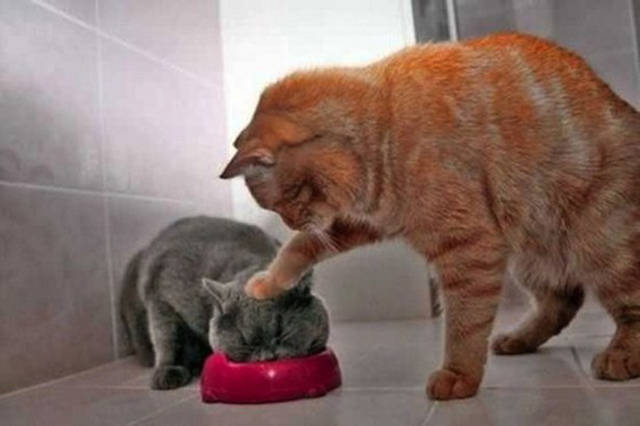 There’s Nothing Better Than Perfectly Timed Photos