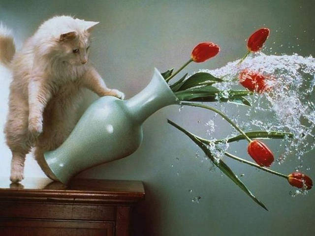 There’s Nothing Better Than Perfectly Timed Photos