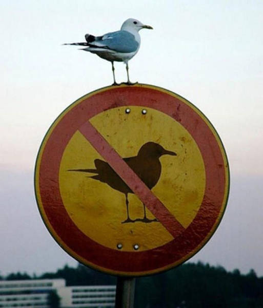 There’s Nothing Better Than Perfectly Timed Photos