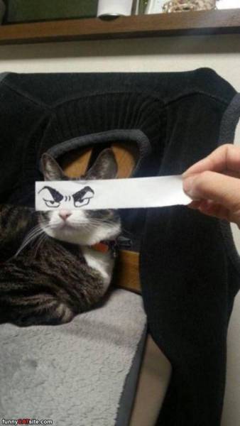 Morning Picdump