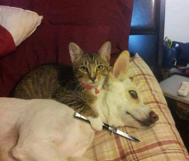 Morning Picdump