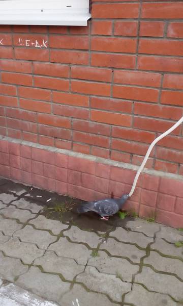 Morning Picdump