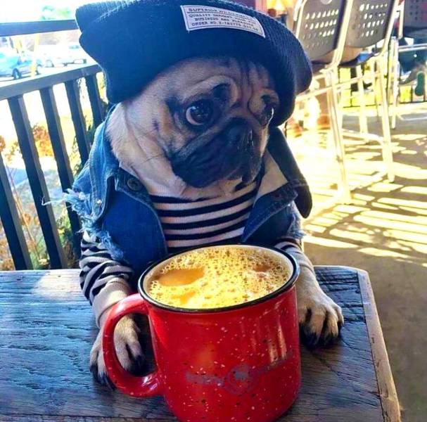 Daily Picdump