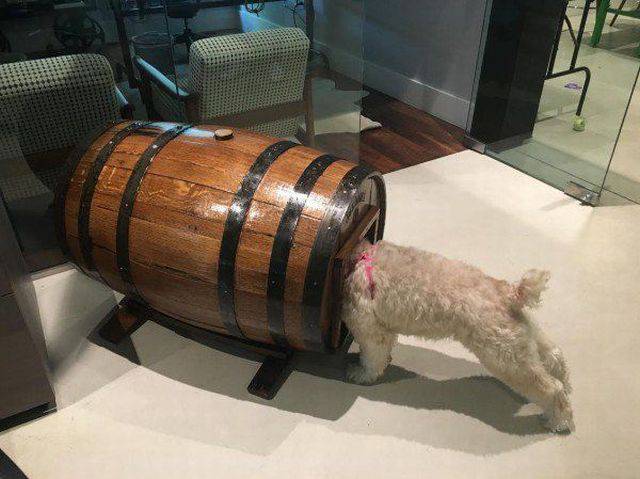 Daily Picdump