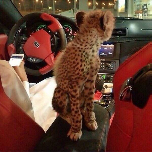 Daily Picdump