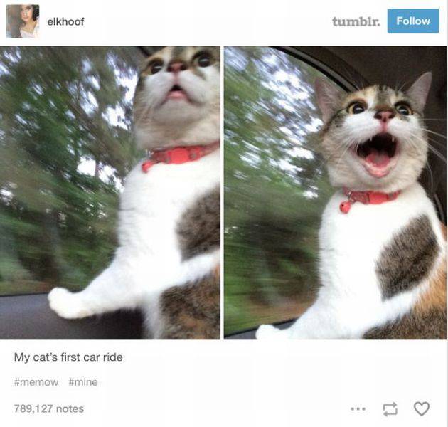 Daily Picdump