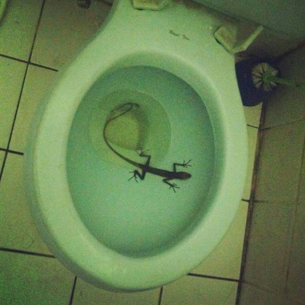 Daily Picdump