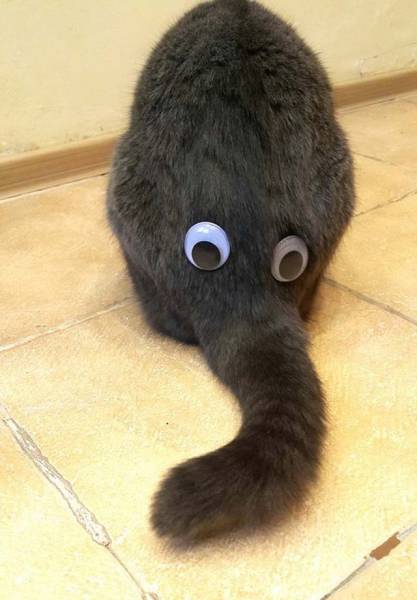 Daily Picdump