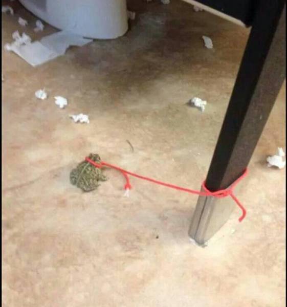 Daily Picdump
