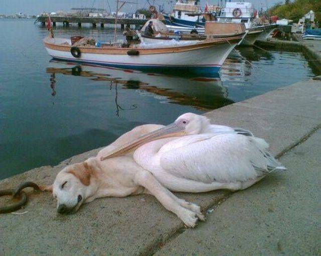 Daily Picdump