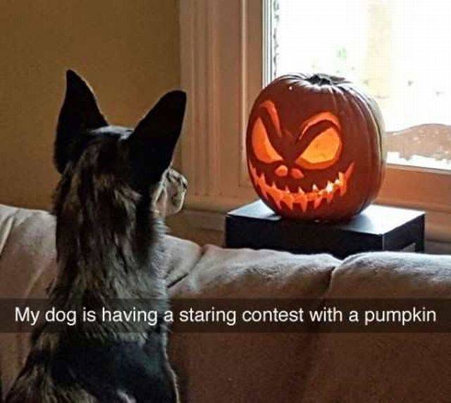 Daily Picdump