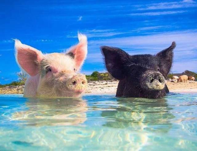 Daily Picdump