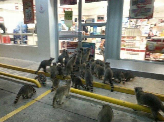 Daily Picdump