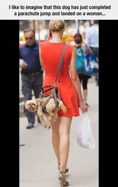 Daily Picdump