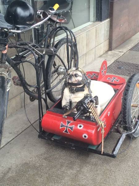 Daily Picdump