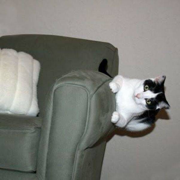 Daily Picdump