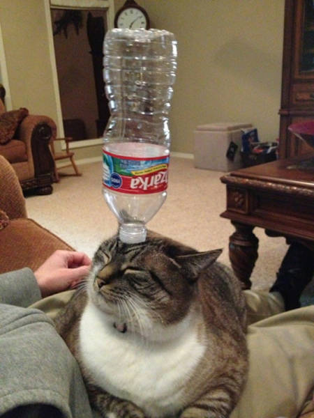 Morning Picdump