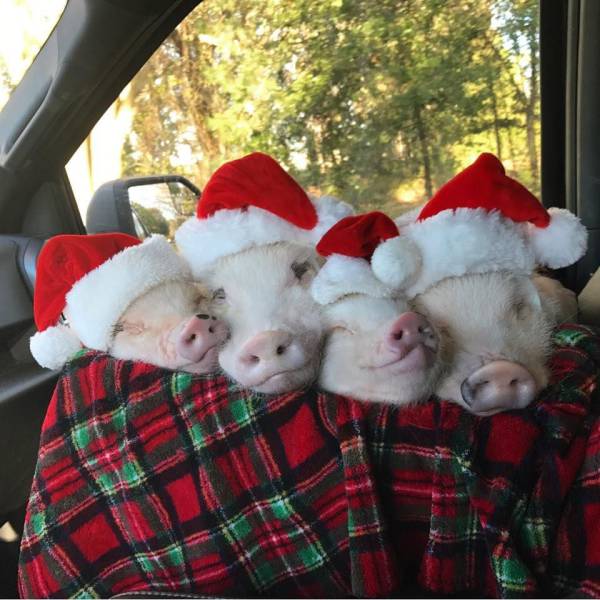 Daily Picdump