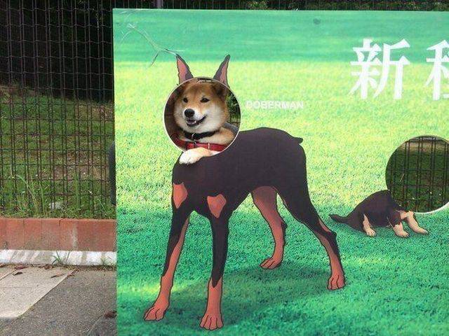 Daily Picdump