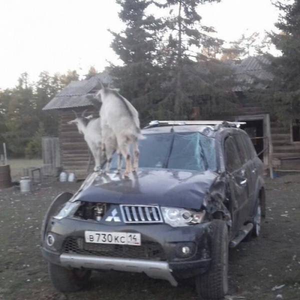 Morning Picdump